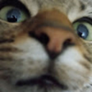 Meet your Posher, Shiloh